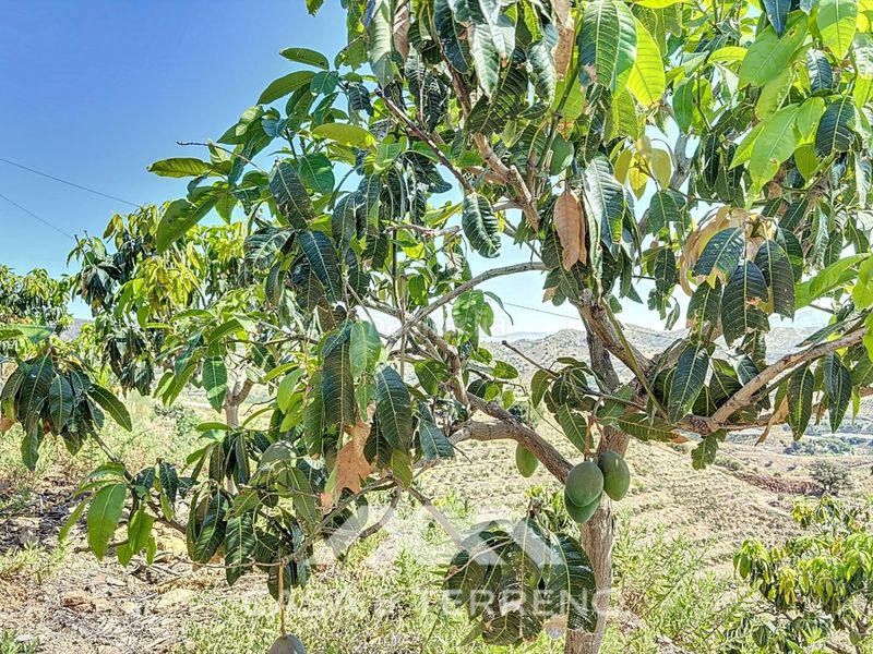 Foto e044e5ef-7207-4af1-8de6-2136f14cb700. Casa a Camino Viejo de Málaga Vélez - Málaga