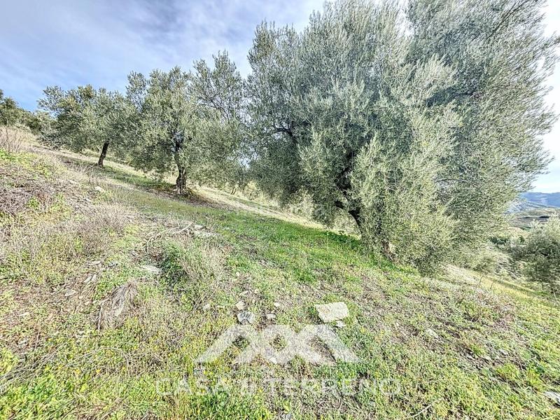 Foto 72cbaa98-6d04-4d99-bcde-ee2d5b6a3ebc. Propriété dans Sedella