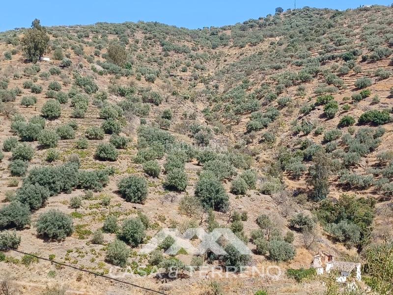 Foto 00bc50b1-881e-4866-a3cd-06d84f2a6202. Terreno residencial se vende amplia finca agrícola con olivos, vistas al mar y buena ubicación en Arenas