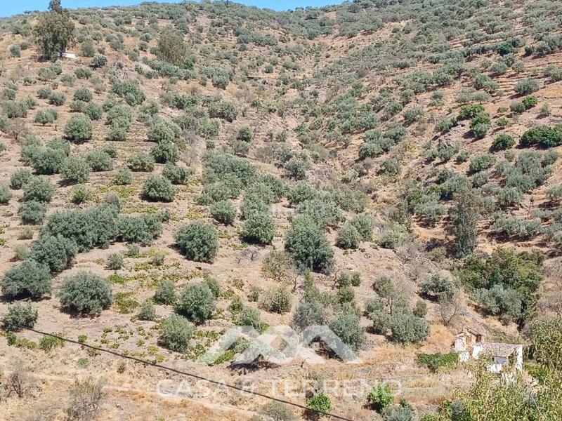 Foto 3b170ffe-4c46-4077-9bf7-dc19c9b1b7b4. Terreno residencial se vende amplia finca agrícola con olivos, vistas al mar y buena ubicación en Arenas