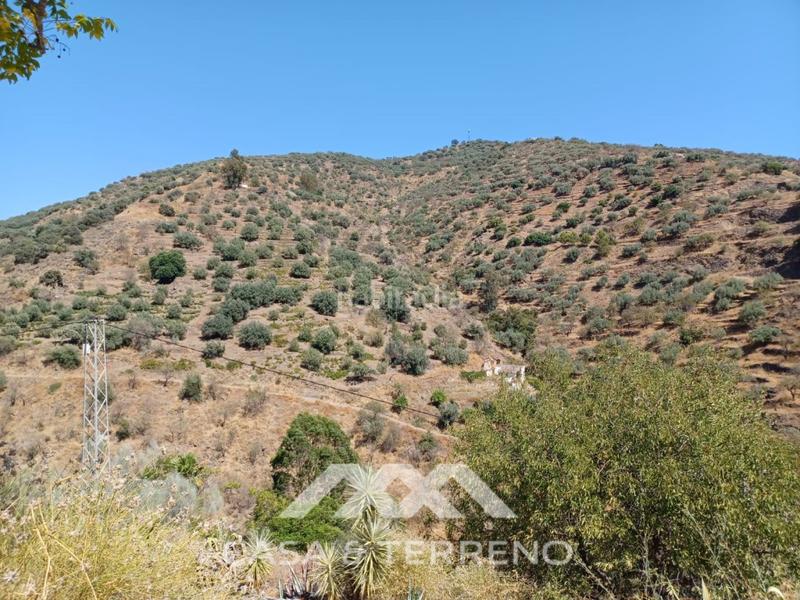 Foto 956f70e7-356e-4205-907f-1641ff8fc6dd. Terreno residencial se vende amplia finca agrícola con olivos, vistas al mar y buena ubicación en Arenas