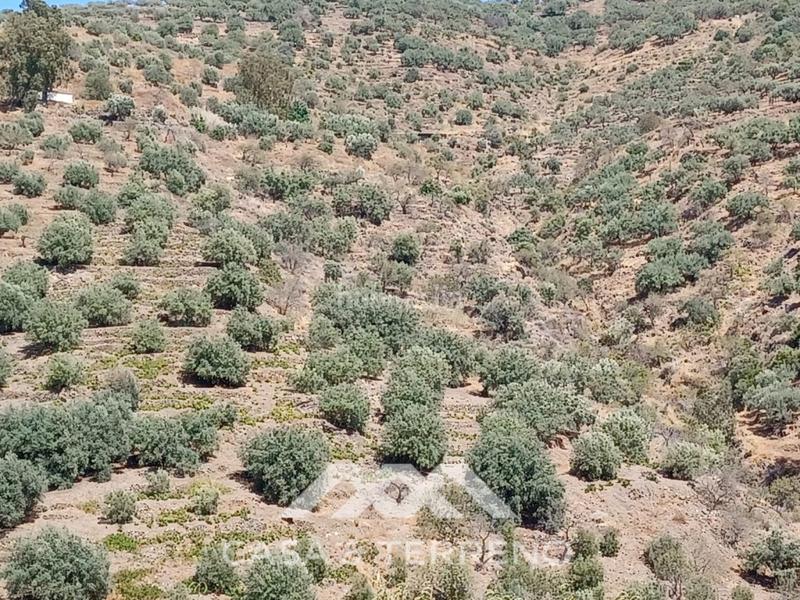 Foto c9b6be49-e7e0-4f56-844e-128759c6f8e0. Terreno residencial se vende amplia finca agrícola con olivos, vistas al mar y buena ubicación en Arenas
