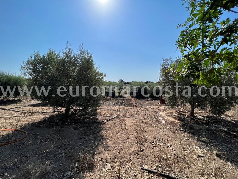 Foto 1b8c7dd7-3b62-4e6f-9066-ae846f21ae6f. Masia amb aparcament a La Marina Elche / Elx