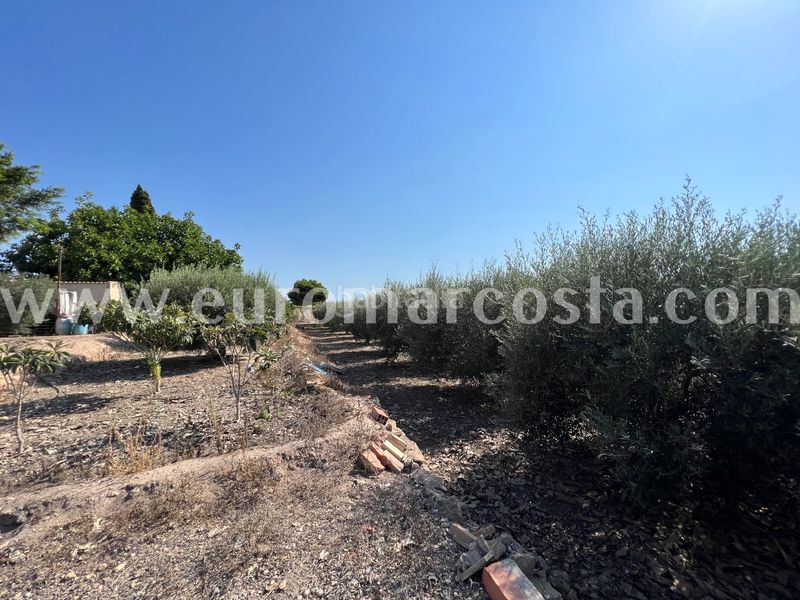 Foto 44f886e8-9f2d-491e-b938-078cfd88f9c6. Masia amb aparcament a La Marina Elche / Elx