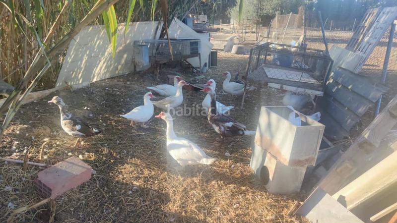 Foto 7e2448b9-62f4-4a1c-b861-8a0ce64220cd. Bauernhof in Centro Aspe