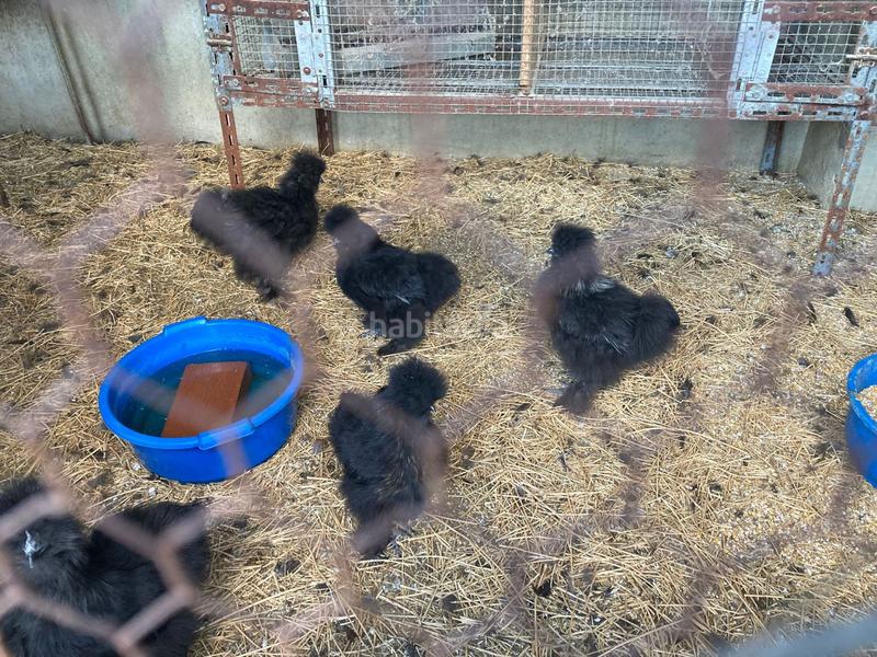 Foto a7e8b6a5-4492-4bef-bb5a-3344073ecdc1. Mas avec chauffage piscine dans Hondón de las Nieves