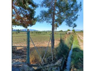 Finca rústica a Ribera de Molina - Torrealta. Parcela rustica de regadio en paraje la islatorrealta