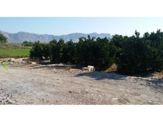 Finca rústica  Mansegar. Parcela rustica de regadio en desamparadosorihuela alicante