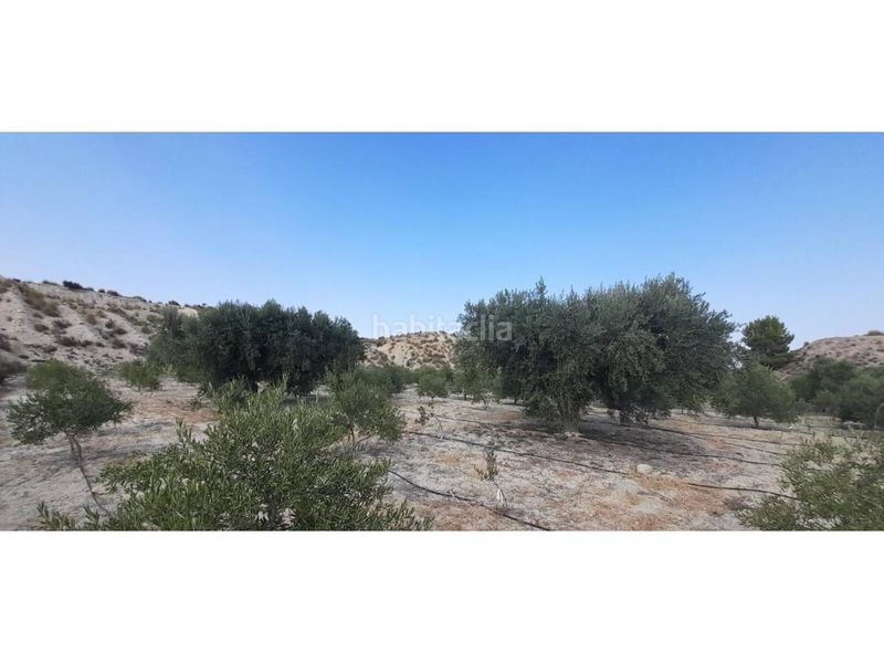 Foto 5a3bf77d-ad55-4cab-aa42-0b810f67e39d. Finca rústica a Fortuna