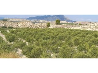 Landgut  Calle mayor. Finca en venta en fortuna