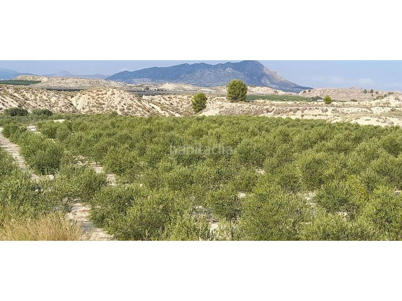 Foto aff62f78-ce51-475c-bb4d-e28b6a1db82a. Finca rústica a Fortuna