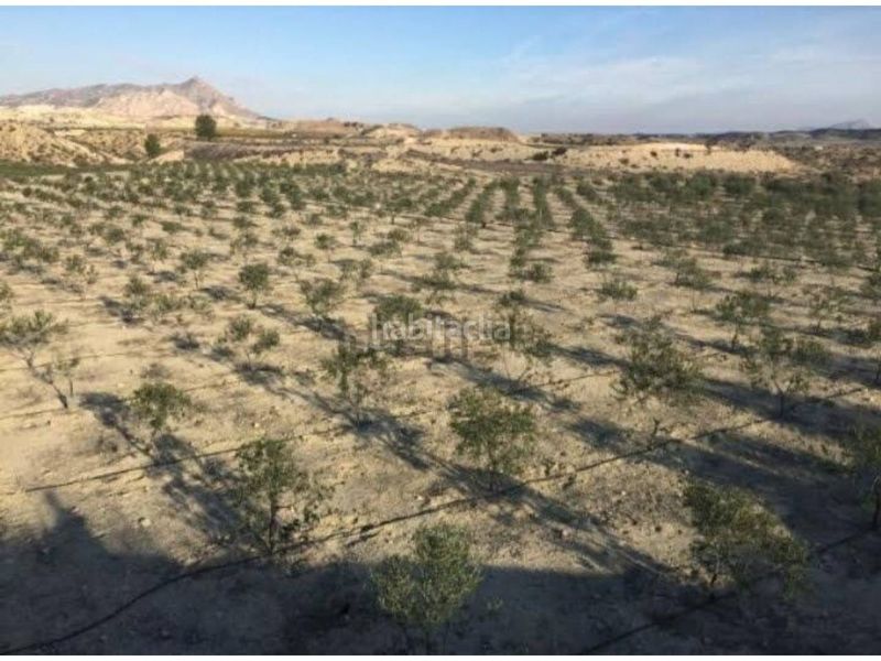 Foto d171780e-6c12-41b6-86ea-4aab74da7768. Finca rústica a Fortuna