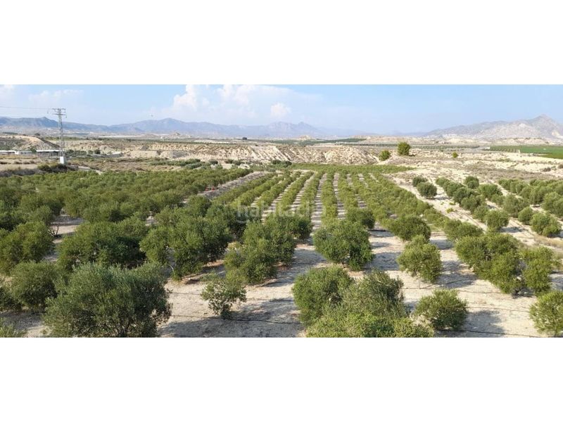 Foto d5e5b1b0-c158-494b-ba4d-081951ea3899. Finca rústica a Fortuna