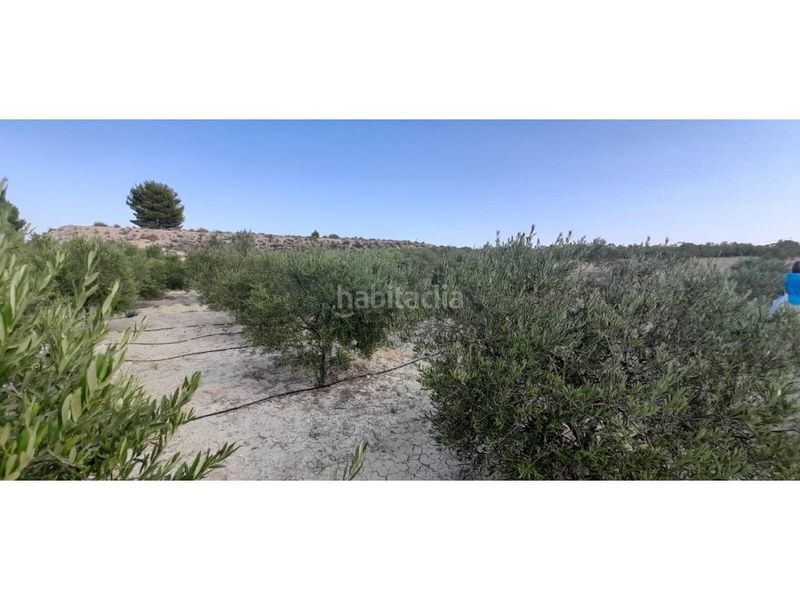 Foto f285ff2c-6c86-45b9-9a68-66880e13dcc3. Finca rústica a Fortuna