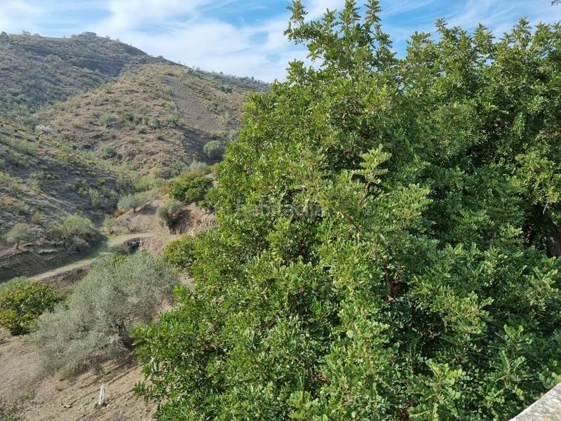 Foto a08f7e23-6e34-4f93-bf26-743c327bb31f. Mas dans Viñuela