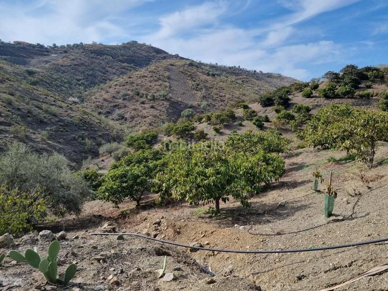 Foto e667cf3b-c73c-4280-85c5-cc670ba6e80e. Mas dans Viñuela