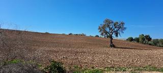 Finca rústica a Avenida de las pachecas 57. Finca cultivo secano los repastaderos