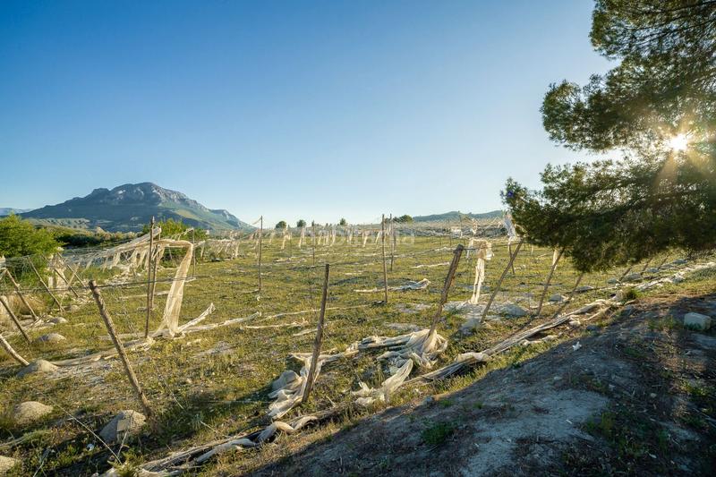 Foto 0561d91a-88b9-4ff0-b72e-7ec140032d33. Fondo rustico in plaza constitucion 18 in Cortes de Baza