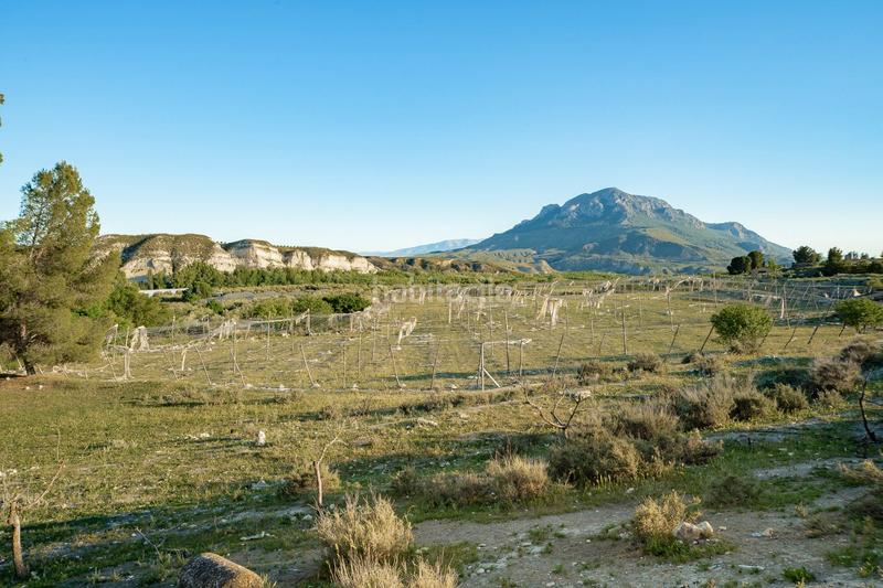Foto 188435df-14f6-4e38-a00f-a5fa0b662cb5. Finca rústica en plaza constitucion 18 en Cortes de Baza