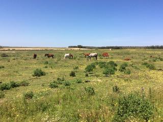 Finca rstica en Almonte