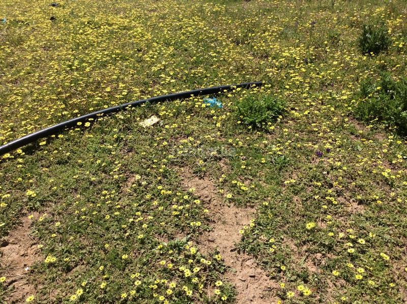 Foto 46b31c4e-16bd-4328-b9f1-39df3dfcb457. Fondo rustico in Almonte Almonte