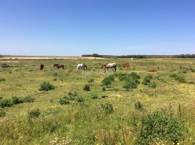 Foto 4bb29239-31d2-4fb1-860d-e9c037271d34. Fondo rustico in Almonte Almonte