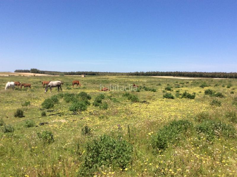 Foto 71a8bbcb-ae8e-4608-b1ae-af2e18211e4c. Fondo rustico in Almonte Almonte