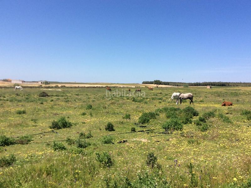 Foto 8b5e52ad-db4f-4d06-bf30-f50c2a0dadb4. Fondo rustico in Almonte Almonte