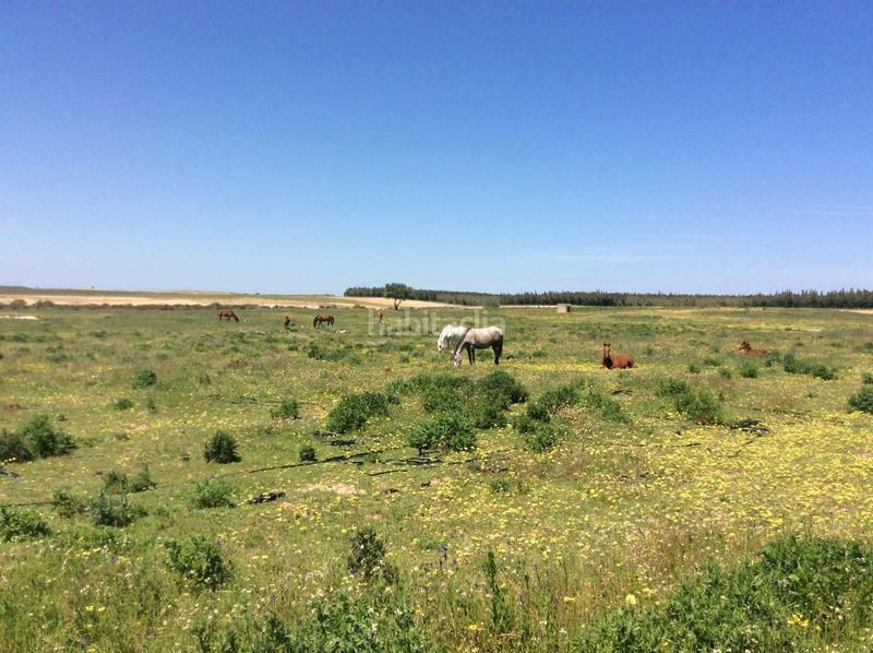 Foto 917a49b6-5242-4ab4-bd79-5a2f5897068a. Fondo rustico in Almonte Almonte