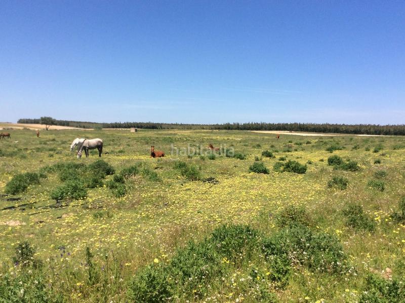 Foto c9893752-ebdc-40e7-9d4b-6175bbff1a68. Fondo rustico in Almonte Almonte