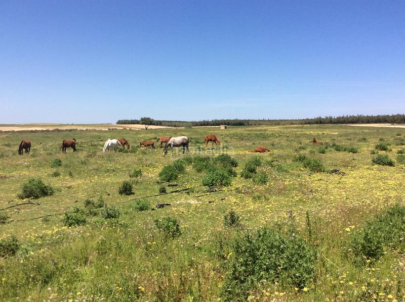 Foto c9b3535a-a9bd-48e5-a9af-ad9e1beb5837. Fondo rustico in Almonte Almonte