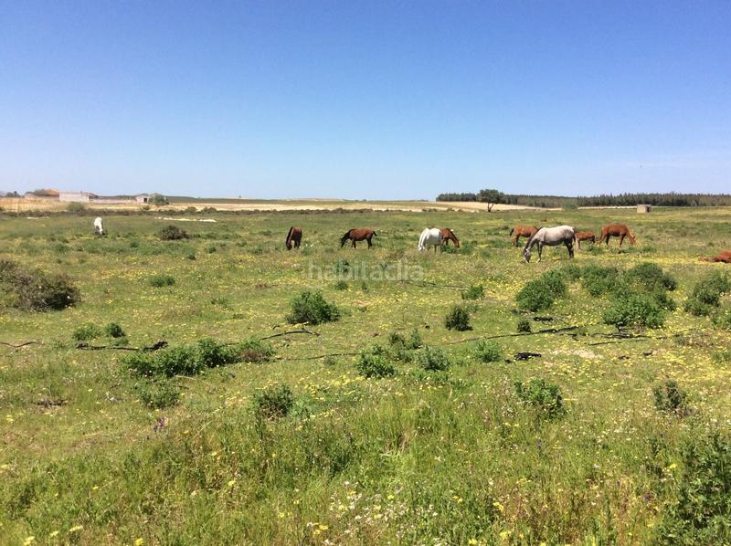 Foto 838b41db-e461-49a0-9358-05b3300f32a5. Propriété dans Almonte Almonte