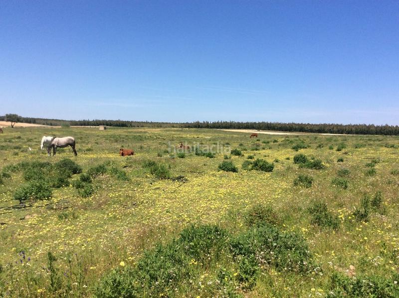 Foto ca5df7b5-80e5-43a3-b749-2064601c1d8b. Propriété dans Almonte Almonte