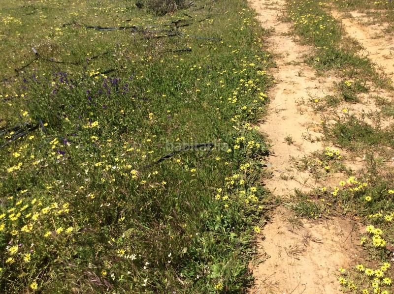 Foto 1c6df0a8-89b4-4cc7-829d-a8a9be3c5a55. Finca rústica a Almonte Almonte