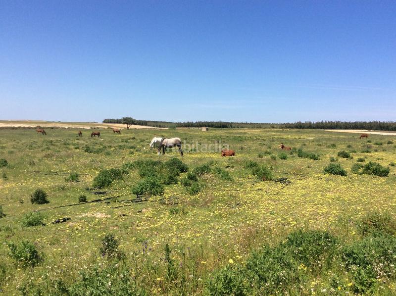 Foto 97b813fa-1384-42ad-ba43-0848d40f7cb0. Finca rústica a Almonte Almonte