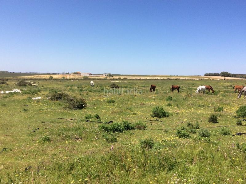 Foto c68778b4-75e9-4711-8b07-6a4585b38a6b. Finca rústica a Almonte Almonte