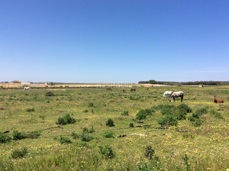 Foto eedfd3ce-6d72-4259-8bef-e34a9b27575d. Finca rústica en Almonte Almonte