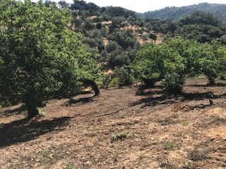 Landgut in Cortegana