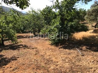 Foto 20541675-df7e-40ef-a9e6-d266157a05d5. Finca rústica a Cortegana
