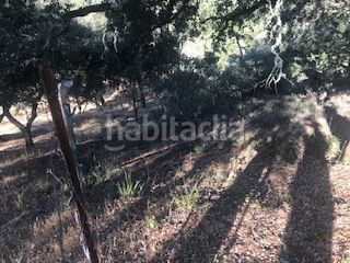 Foto 52fa76d8-e86a-494e-b499-1efbefa2853d. Finca rústica a Cortegana