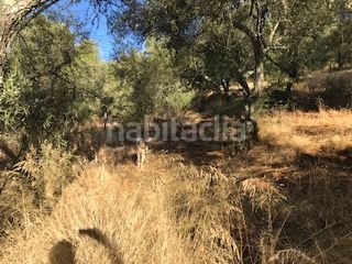 Foto 53f1444e-3f58-4578-8aa1-56a80776353f. Finca rústica a Cortegana