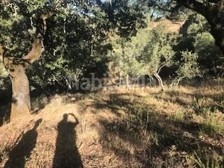 Foto 57bbb852-c0aa-4b6c-a051-0b870a228e64. Finca rústica a Cortegana