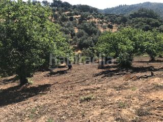 Foto 74f4aa2c-2a04-4a25-9852-1083ed03edab. Finca rústica a Cortegana