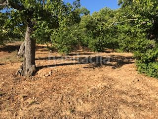 Foto adb9a863-6668-44bd-9aee-869dbd3cdf58. Finca rústica a Cortegana