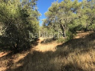 Foto af00be51-4c88-4ccd-b054-ddc5b82d0f59. Finca rústica a Cortegana