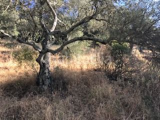 Foto f55a88a8-6fa7-492e-aa55-4d28015dc953. Finca rústica a Cortegana
