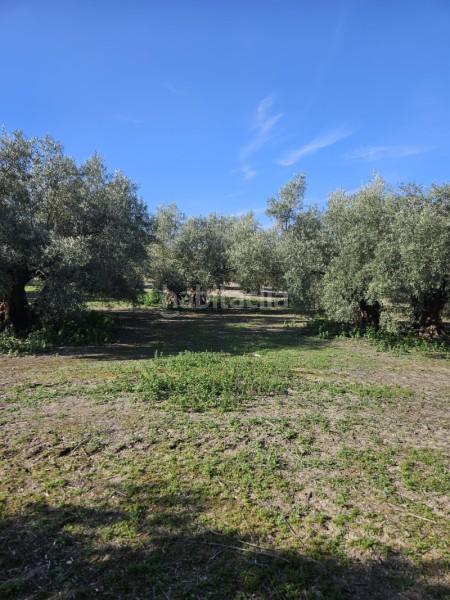 Foto 202ab307-e4b2-4a82-b671-ac90b913a99b. Wohngrundstück in n/a in Navas del Selpillar Lucena