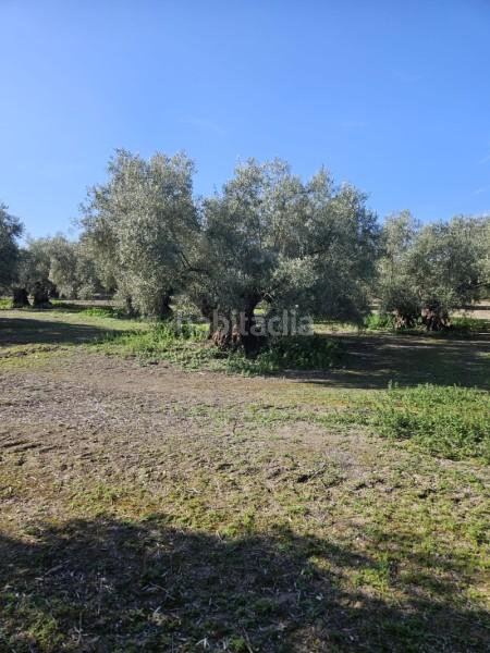 Foto 39b6d3d2-e8e2-4c9f-93f6-9cba3a566496. Wohngrundstück in n/a in Navas del Selpillar Lucena