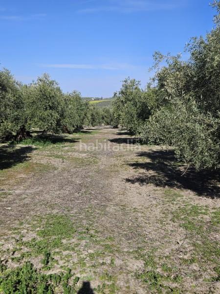 Foto 3b2a9ac9-6da3-474b-9dec-88279efd01a1. Wohngrundstück in n/a in Navas del Selpillar Lucena