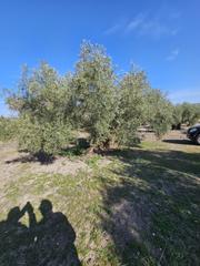 Terreno residencial en N/a. Terreno de cultivo en venta en  lucena, córdoba